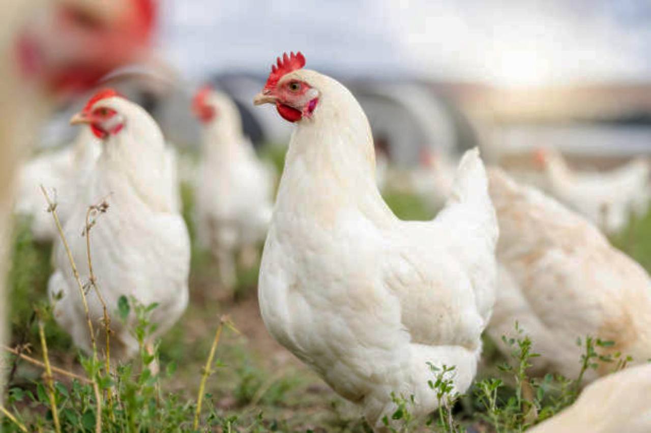 FSRP JOINS 'WOMEN IN POULTRY VALUE CHAIN' TO PROMOTE HOMEGROWN (GHANA) CHICKEN