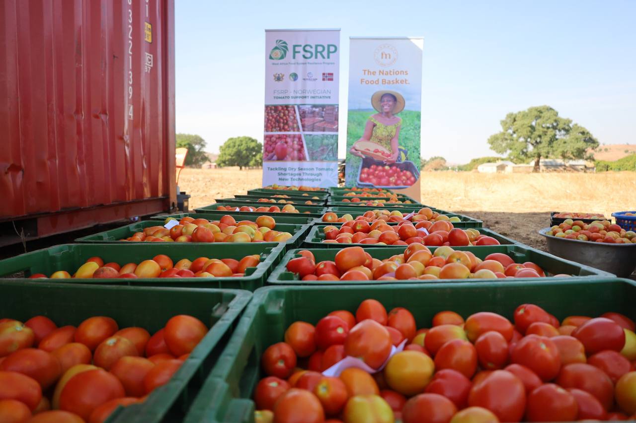 FSRP & FARMMATE TOMATO PROGRAMME YIELDS 240 TONNES IN THE UPPER EAST REGION