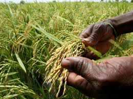 « Up-Rice-ing! » LA BANQUE MONDIALE, LA CEDEAO ET LE GOUVERNEMENT DU GHANA UNISSENT LEURS FORCES POUR LUTTER CONTRE LES DÉFICITS EN RIZ EN AFRIQUE DE L’OUEST