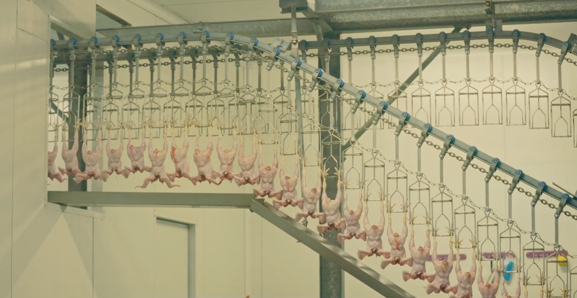 ''Spicy & Extra Crispy!''  Ghana's Poultry Industry Grows New Wings