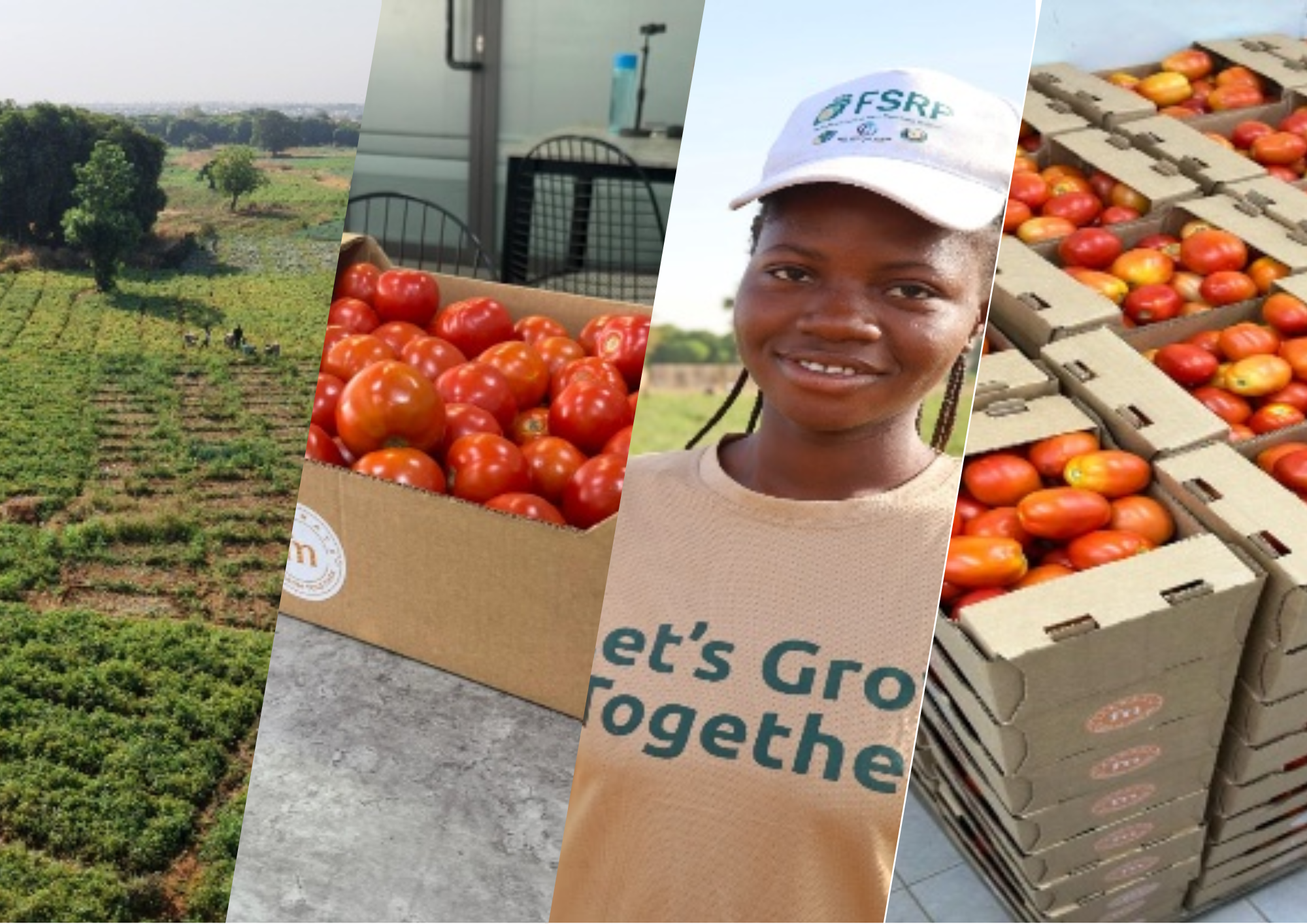 FROM DRY FIELDS TO FULL BASKETS